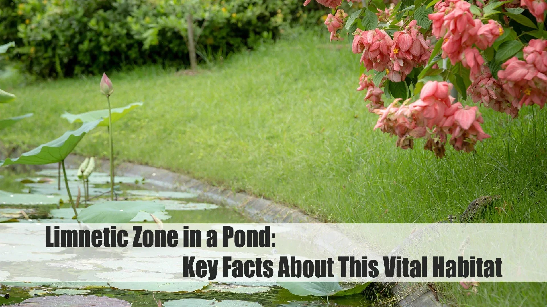 Limnetic Zone in a Pond: Key Facts About This Vital Habitat
