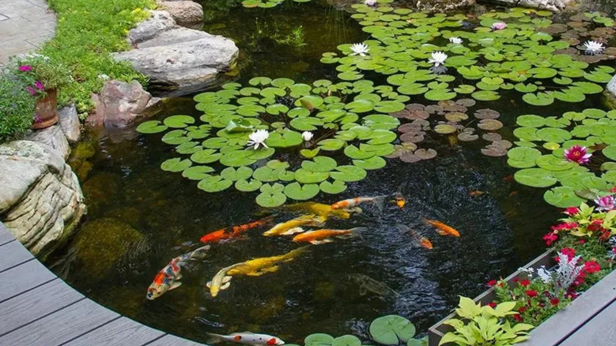 Exploding Pond How to Shock Pond: Quick Steps for Clean and Healthy Water