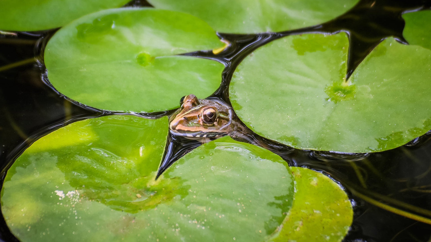 pond for fish or frogs