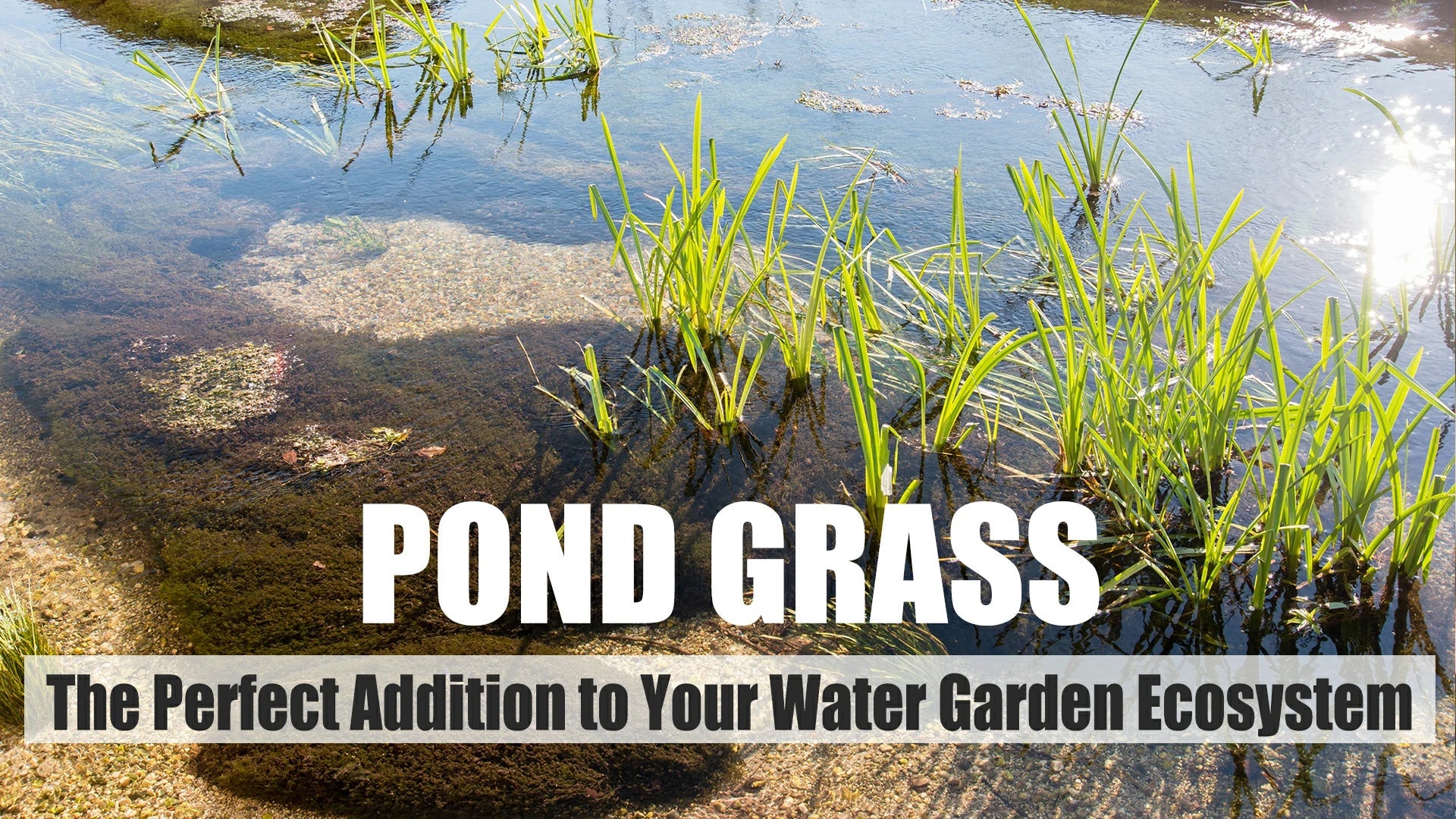 pond grass perfect addition to water garden ecosystem