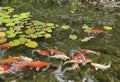 secret life of koi what they need in a pond