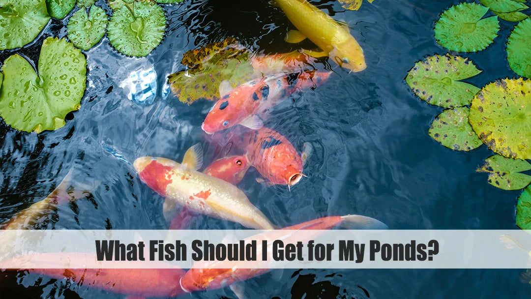 what fish should i get for my pond
