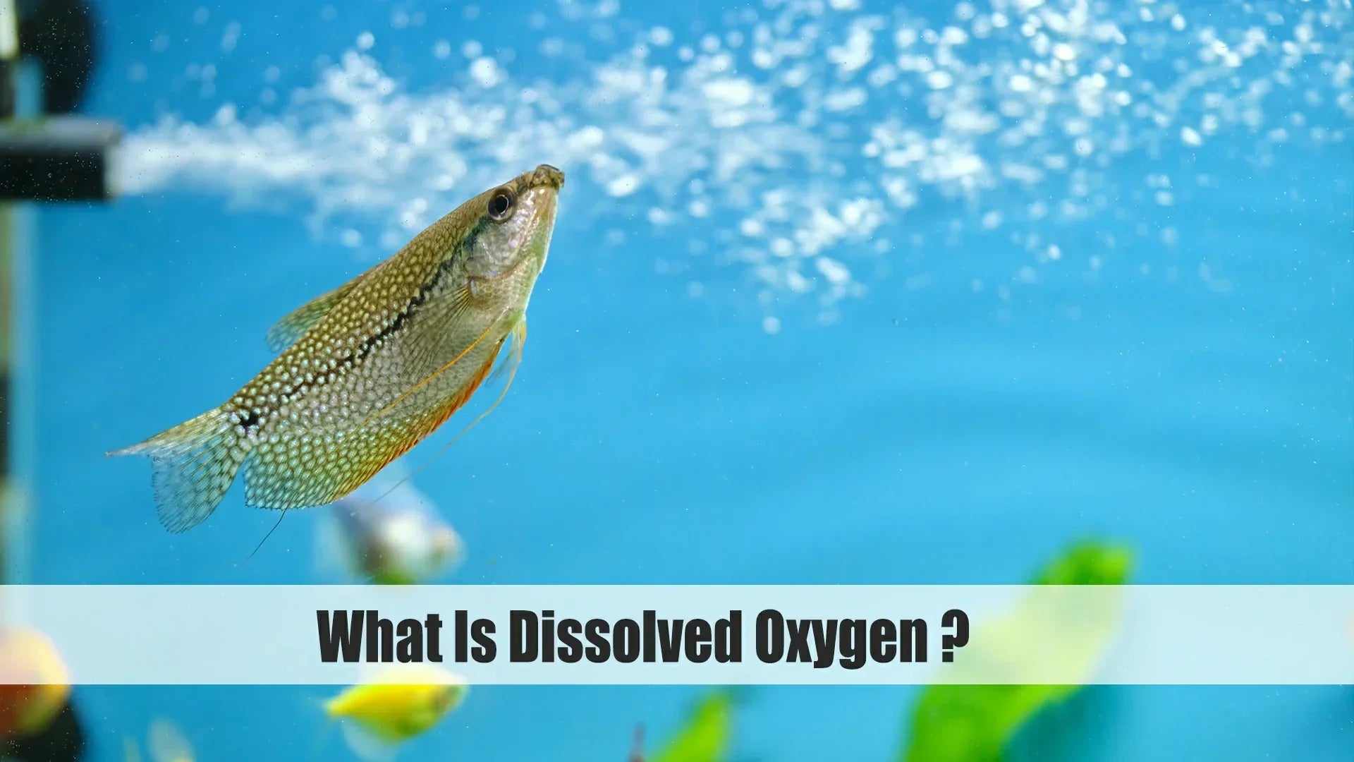 what is dissolved oxygen