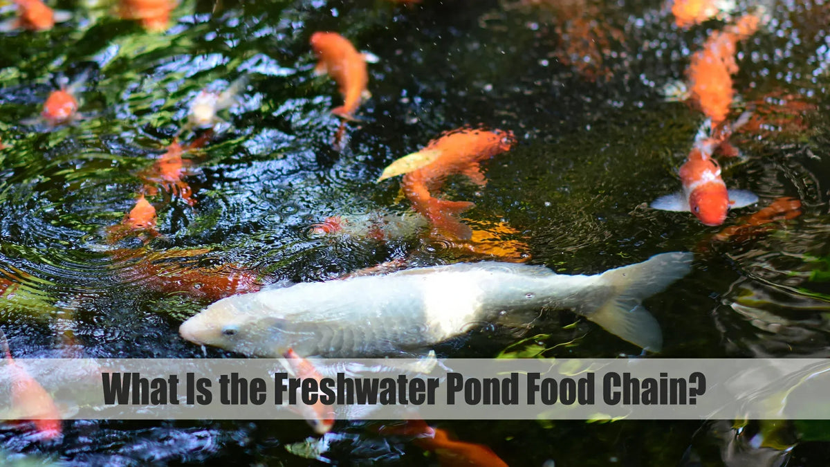 Freshwater Chain Freshwater Pond Food Chain Explained: A Simple Guide for Pond Owners