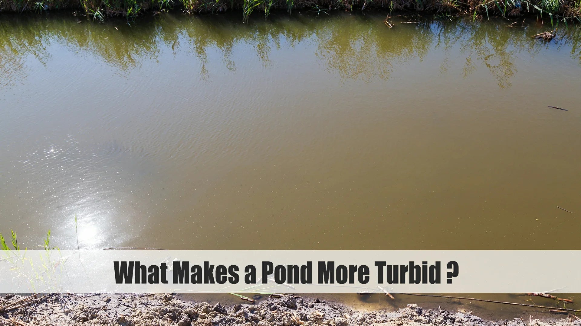 what makes a pond more turbid