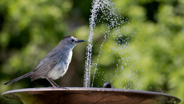 Bird Bath Fountains 1