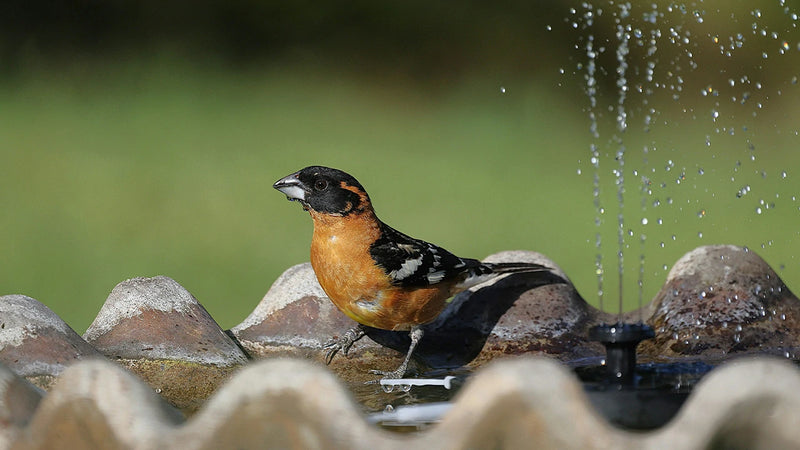 Bird Bath Fountains 3