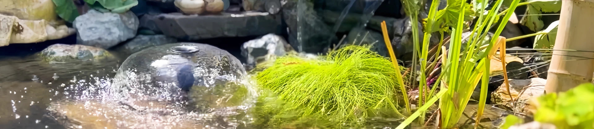 Backyard water feature scene with fountain, plants, and real residential scale