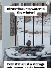 Bird Bath in the winter