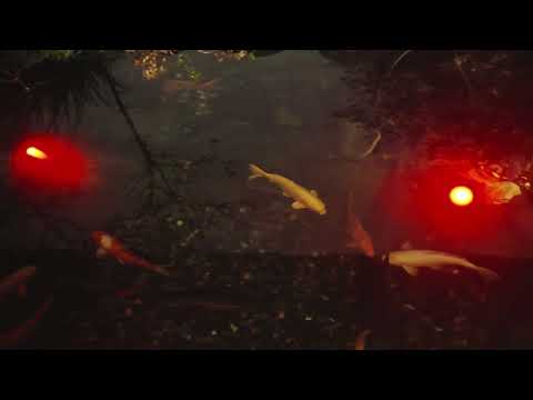 Colored Underwater Electric Pond Lights