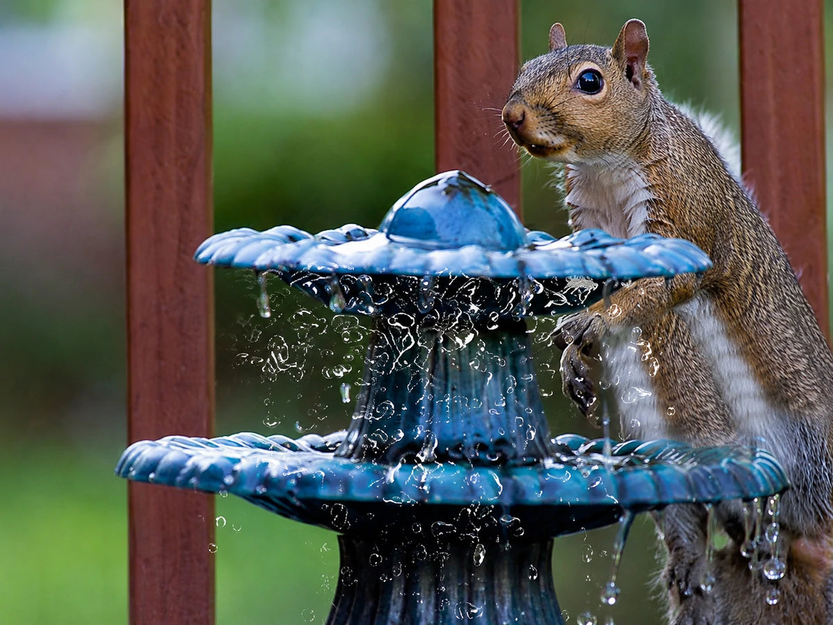 Animals Bath