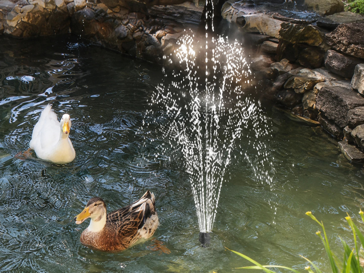 Duck Pond