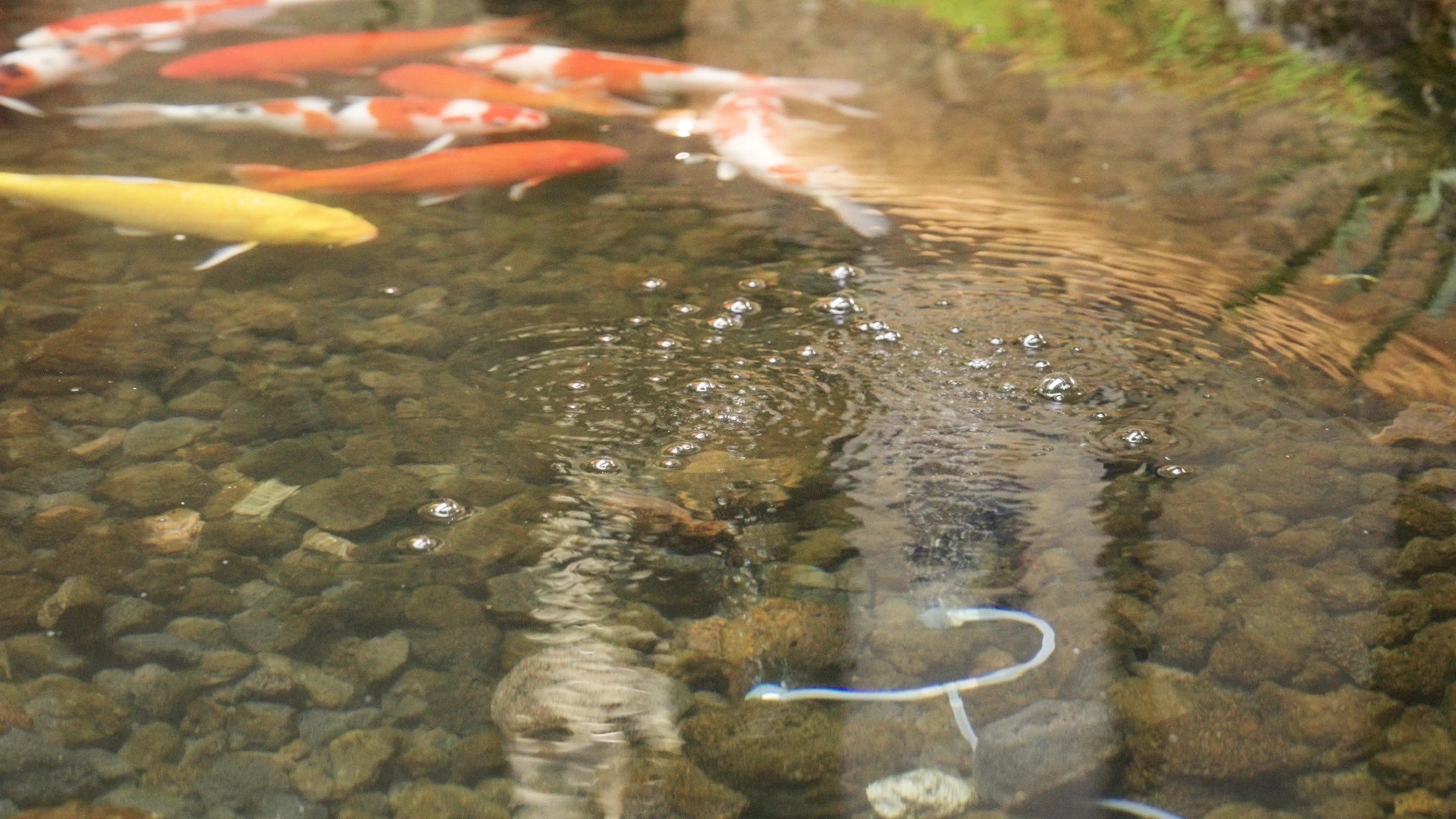 Solar Pond Aeration System