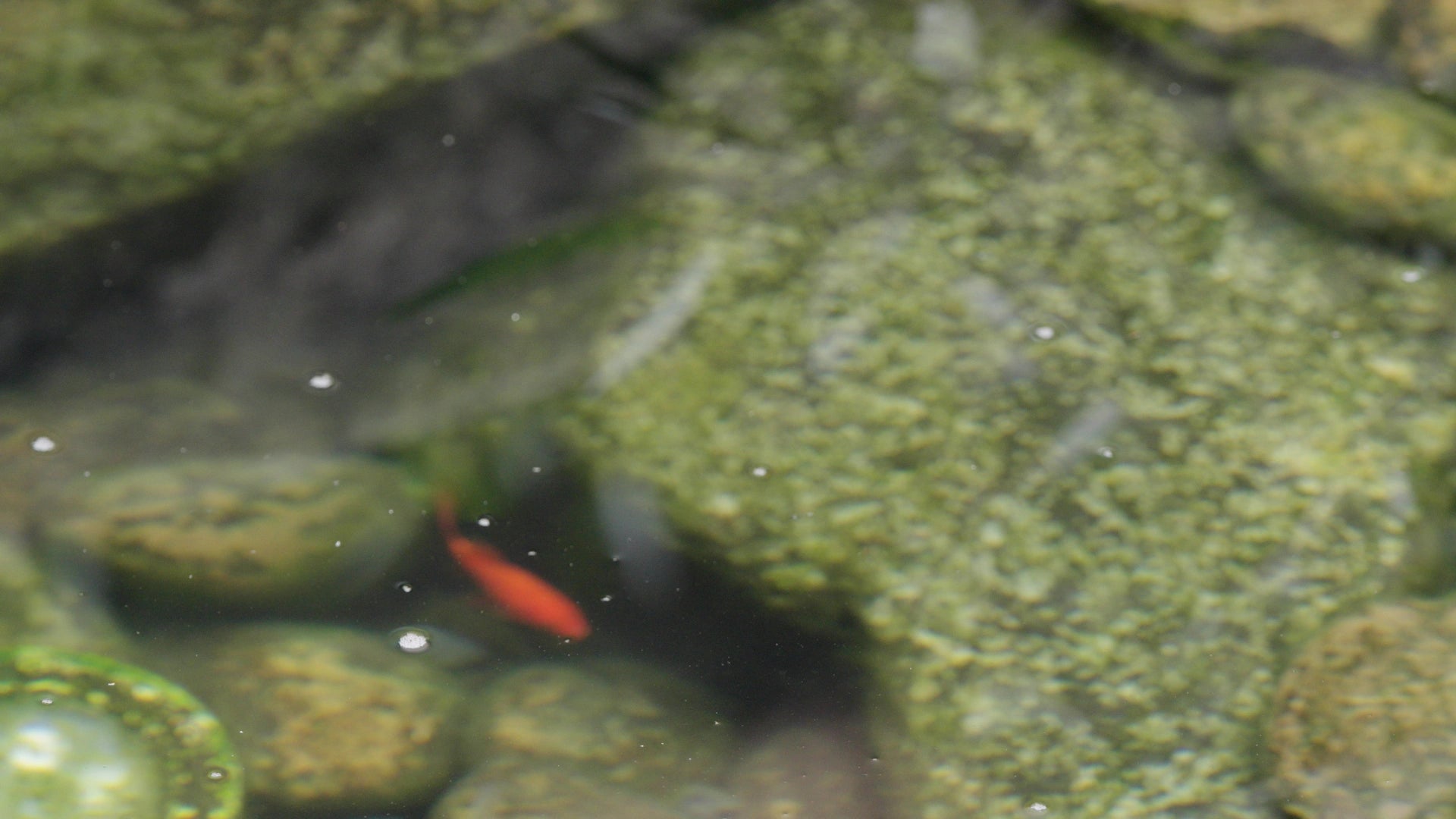 Floating Solar Aerators