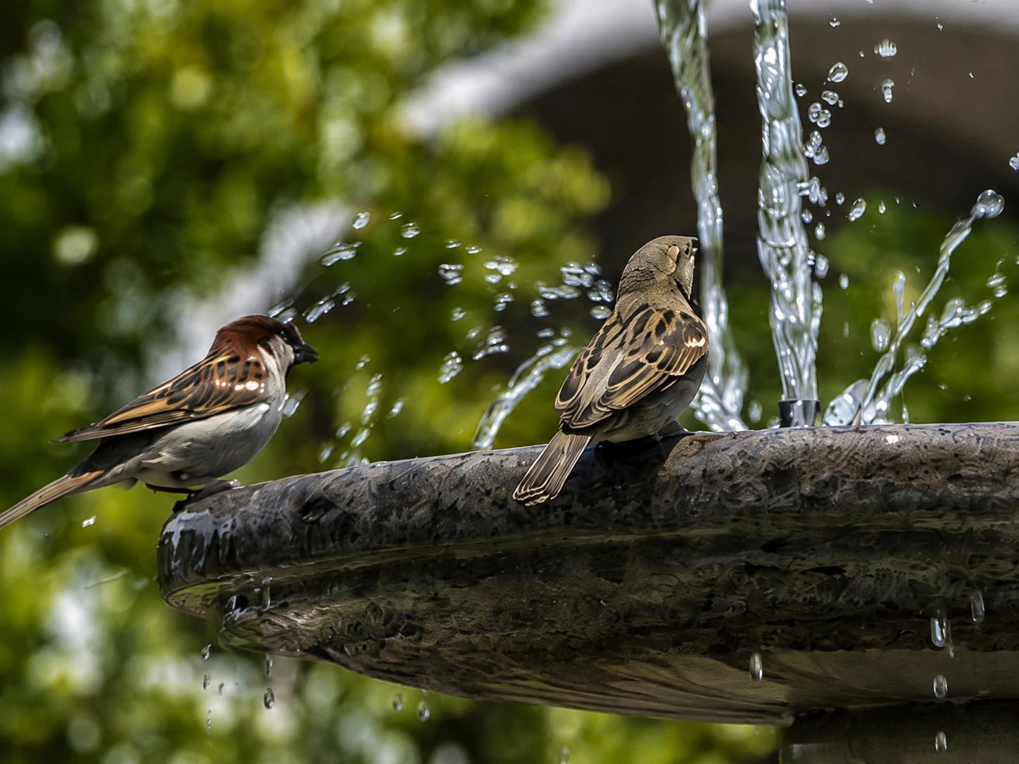 Bird Baths